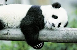 ‘जानकारी’ कॉलम में किरण बाला का लेख : पांडा – एक खूबसूरत जीव