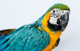 parrot, murder, murder-suicide, michigan, ajeeb-gareeb news