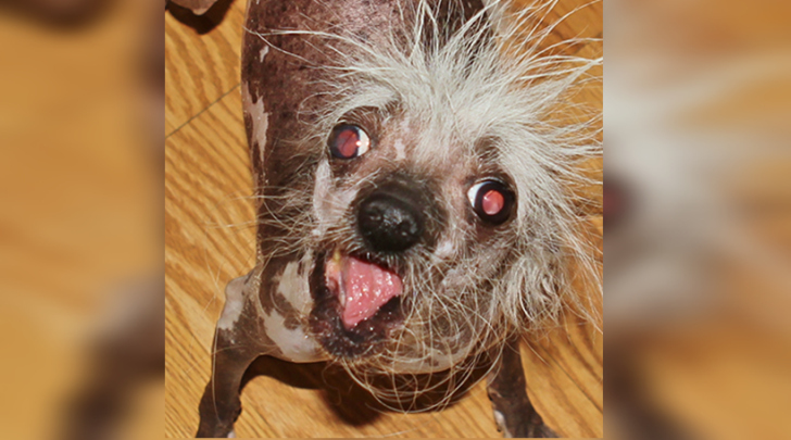 World Ugliest Dog Contest,SweePee, Himisaboo, dog like Donald Trump