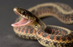 हाईवे पर जा रहे बाइक सवार पर अचानक सांप ने कर दिया हमला, बाल-बाल बची जान