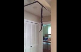 snake hangs from ceiling, snake video, snake viral video, mark hyatt, south carolina snake video, two snakes hang from wall, viral video, viral news