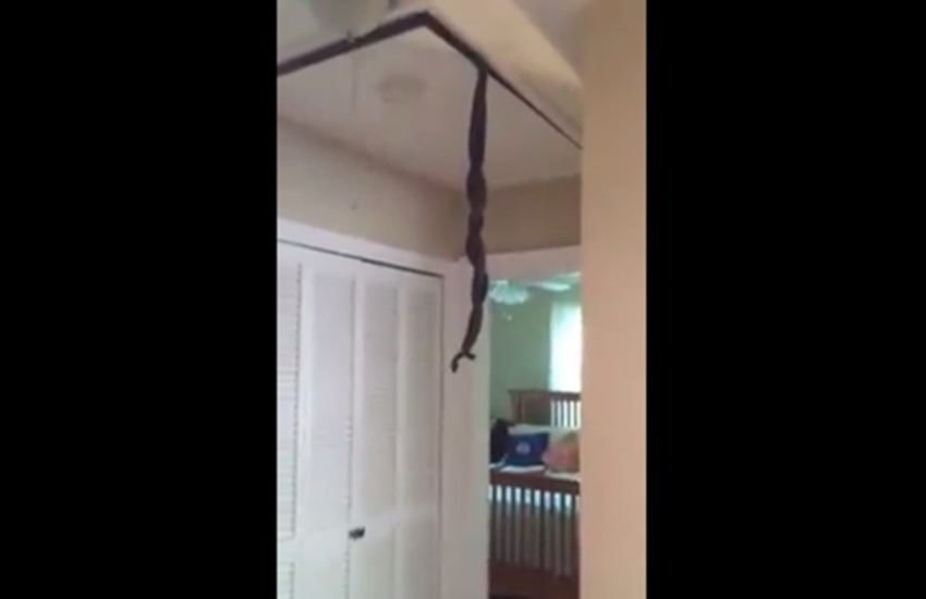 snake hangs from ceiling, snake video, snake viral video, mark hyatt, south carolina snake video, two snakes hang from wall, viral video, viral news