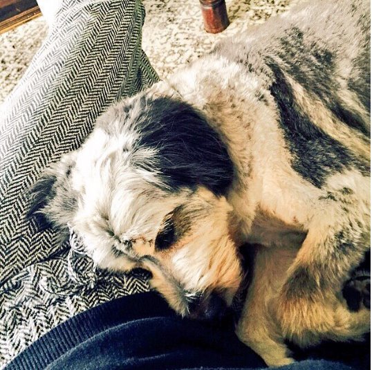 सनी ने Lilu को खरीदा नहीं अडॉप्ट किया है।