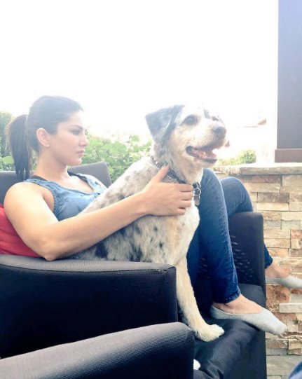 हम सनी लियोनी के पेट Lilu की बात कर रहे हैं। हाल ही में उन्होंने Lilu और अपनी एस्किमो किस की तस्वीर शेयर की है।