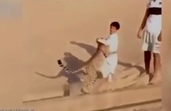 VIDEO: अपने से ज्यादा वजन के चीते संग खेल रहा है बच्चा, इंटरनेट पर हुआ वायरल