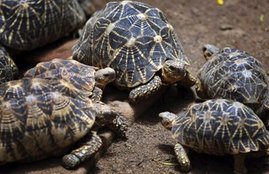 Dinesh Shakya, report, jansatta newspaper, etawa tortoise