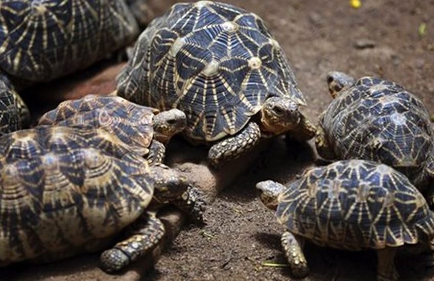 Dinesh Shakya, report, jansatta newspaper, etawa tortoise