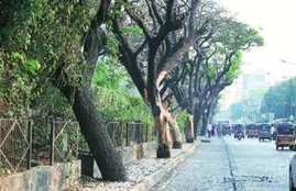 central government, modi, narendra modi, trees, plantation, plant, road side