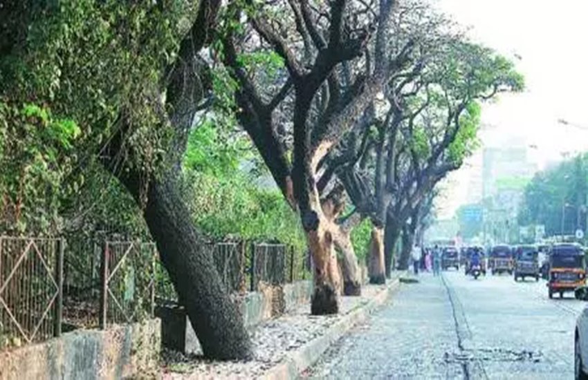 central government, modi, narendra modi, trees, plantation, plant, road side