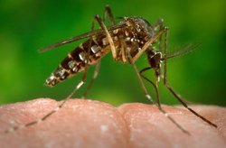 Zika वायरस से रहें सावधान, जानें क्या हैं लक्षण और कैसे फैलता