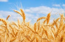 wheat import, wheat import duty, wheat supply, India wheat production