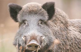 wild pig, monkey, wild animals, court case, wild pig, nilghai, monkey, destroyer animals, petition, supreme court, against