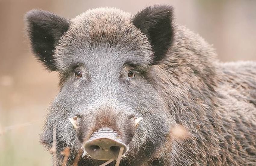 wild pig, monkey, wild animals, court case, wild pig, nilghai, monkey, destroyer animals, petition, supreme court, against