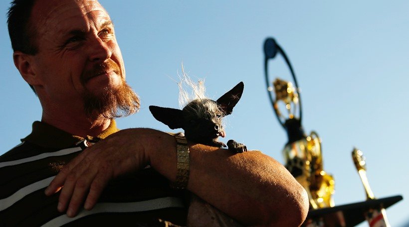 World Ugliest Dog Contest,SweePee, Himisaboo, dog like Donald Trump