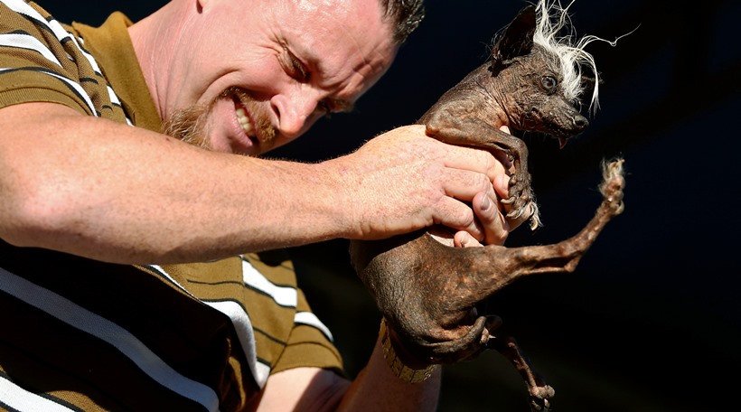 World Ugliest Dog Contest,SweePee, Himisaboo, dog like Donald Trump