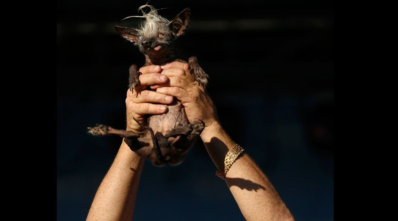 World Ugliest Dog Contest,SweePee, Himisaboo, dog like Donald Trump