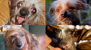 World Ugliest Dog Contest,SweePee, Himisaboo, dog like Donald Trump