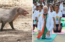 yoga day, international yoga day, chandigarh yoga day