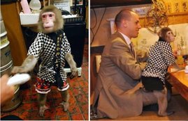 The Kayabukiya tavern, Japanese restaurant, japan restaurant monkey waiters, japan restaurant tokyo, monkey waiters in japan, monkey waiters in japanese restaurant, monkey waiters in tokyo, monkey waiters in restaurant at tokyo,