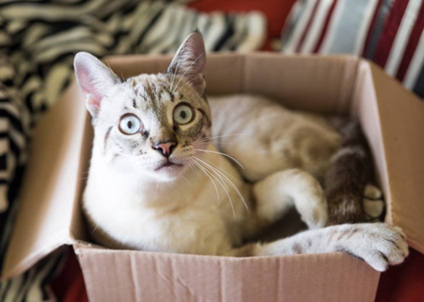 2. अलास्का के तलकीतना शहर में एक बिल्ली 16 साल तक मेयर रही थी। इस बिल्ली का नाम Stubbs था। (Image: ThinkStock)