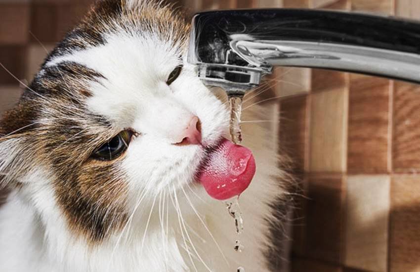 1. बिल्लियां अपने फेफड़ों और सांस लेने की अलग क्षमता के कारण हवा का भी स्वाद चख सकती हैं। हालांकि बिल्लियों को मिठास के स्वाद के बारे में पता नही चलता। (Image: ThinkStock)