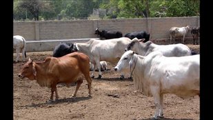 cow, cow smuggler, cow protection, cow leather, somanth, cow smuggler video, cow protection