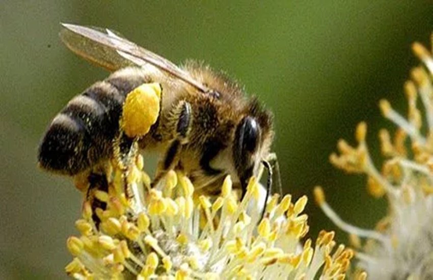 honey bee, article, jansatta ravivari, column, om upadhyay