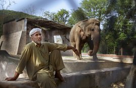 Pakistan Elephant, Pakistan Kaavan, Pakistan Elephant Kaavan, Kaavan Elephant News
