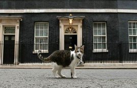 larry the cat, david cameron, britian, brexit