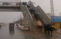 वीरेंद्र सहवाग ने किया Tweet, इंसानों से ज्यादा तो जानवर नियमों का पालन करते हैं