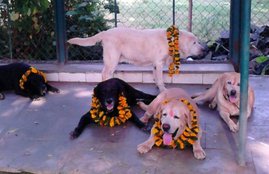 mumbai attack, 26/11, Police dog, tiger, passed away, died, death, security dog, 26/11 attack, funeral, farm house, fizzah shah, animal lover, weird news, jansatta