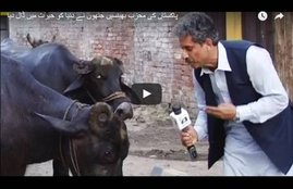 pakistan, pakistan funny, pakistan funny videos, pakistan funny tv, pakistan funny tv anchors clips, pakistan funny tv news, funny pakistani tv, pakistani reporter, pakistani reporter funny video, pakistani reporter Interviews Buffaloes,