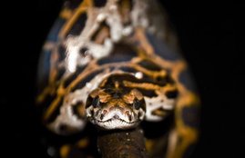 Download WhatsApp Videos, Death in the Shoe, Snake in the Shoes, Snake, Cobra, Weird News