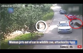 Tiger Killed Woman, Tiger attacked Woman, Tiger attacked Woman in China, Tiger attacked Woman in Beijing, Beijing Badaling Wildlife World, tiger attacked and dragged off Woman, tiger attack video, tiger, tiger attack, tiger attack in china, tiger attack woman, tiger attack woman in zoo, tiger attack woman video, tiger tries to attack woman at zoo, tiger attacks woman in car,