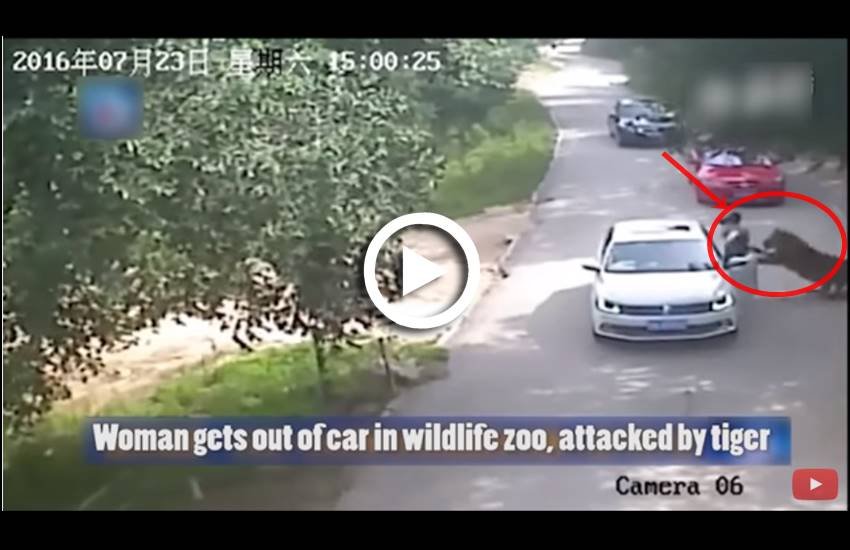 Tiger Killed Woman, Tiger attacked Woman, Tiger attacked Woman in China, Tiger attacked Woman in Beijing, Beijing Badaling Wildlife World, tiger attacked and dragged off Woman, tiger attack video, tiger, tiger attack, tiger attack in china, tiger attack woman, tiger attack woman in zoo, tiger attack woman video, tiger tries to attack woman at zoo, tiger attacks woman in car,