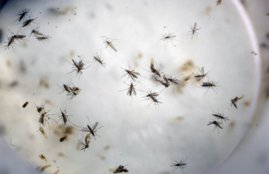 puerto rico zika, puerto rico zika pregnancy, puerto rico zika Death, puerto rico zika Case, puerto rico zika Virus death
