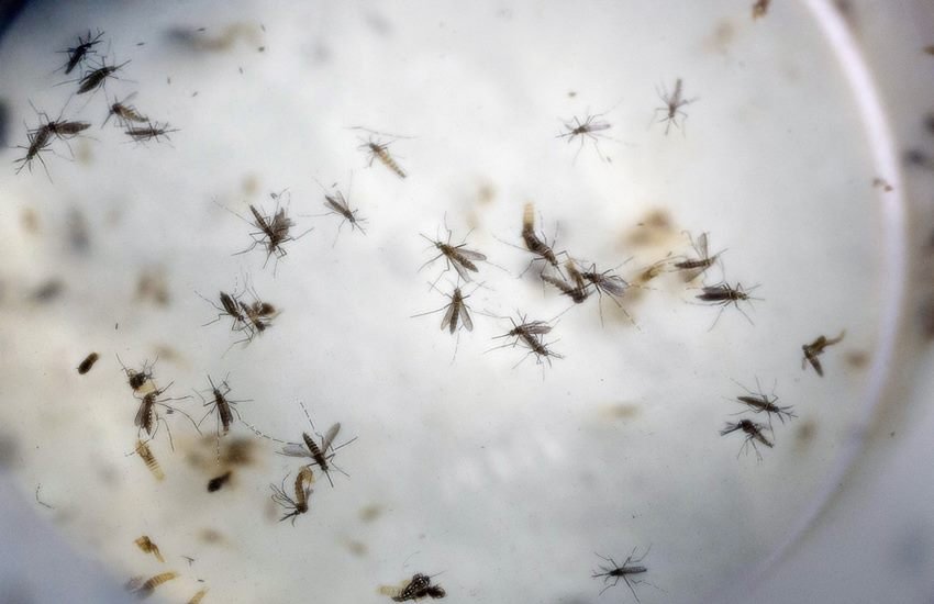 puerto rico zika, puerto rico zika pregnancy, puerto rico zika Death, puerto rico zika Case, puerto rico zika Virus death