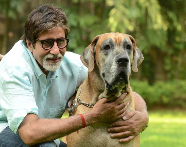 अमिताभ ने अपने पेट शॉनक के साथ एक फोटो शूट करवाया था। वो इससे बेहद प्यार करते थे। शौनक अब इस दुनिया में नहीं है।