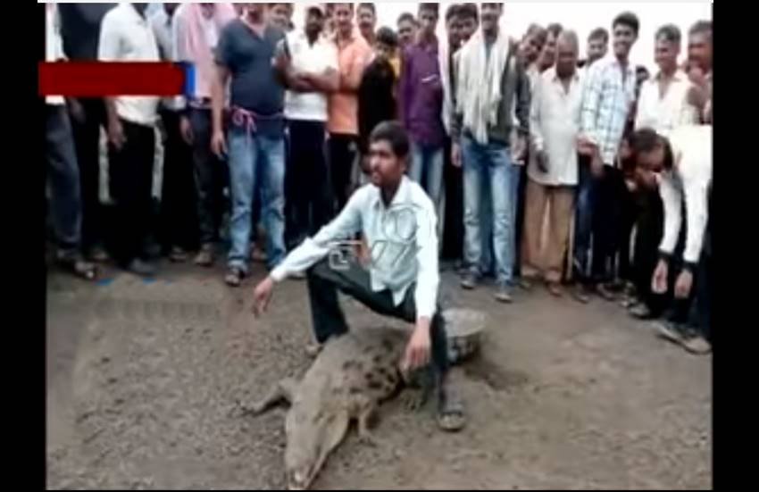 इस इलाके में यह पहली बार था जब कोई मगरमच्छ दिखाई पड़ा हो। Video ScreenShot