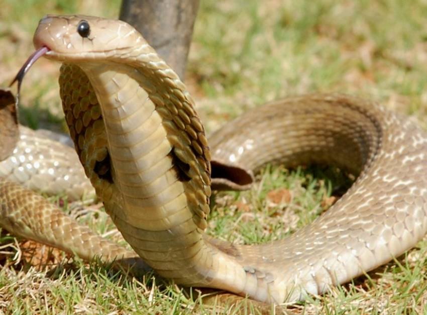 Dog, dog fight cobra, dog breeds, dog fight video, dog cobra fight death, dog fighting snakes, dog family, dog fight video, Dog Save Human Family