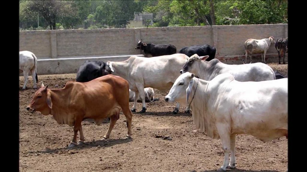 प्रतीकात्मक तस्वीर 