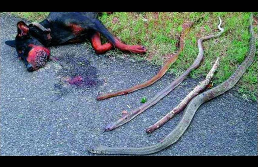 Dog, dog fight cobra, dog breeds, dog fight video, dog cobra fight death, dog fighting snakes, dog family, dog fight video, Dog Save Human Family