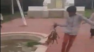 Dogs burnt alive, puppies burnt alive, Dogs killed, Hyderabad dogs killed