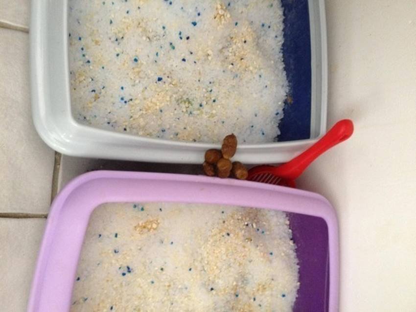 9. बिल्ली अपने जीवन का 70 प्रतिशत हिस्सा केवल सोने में निकाल देती है। बिल्लियां अपने खाने को बिना चबाए निगल जाती हैं और पचा भी लेती हैं।