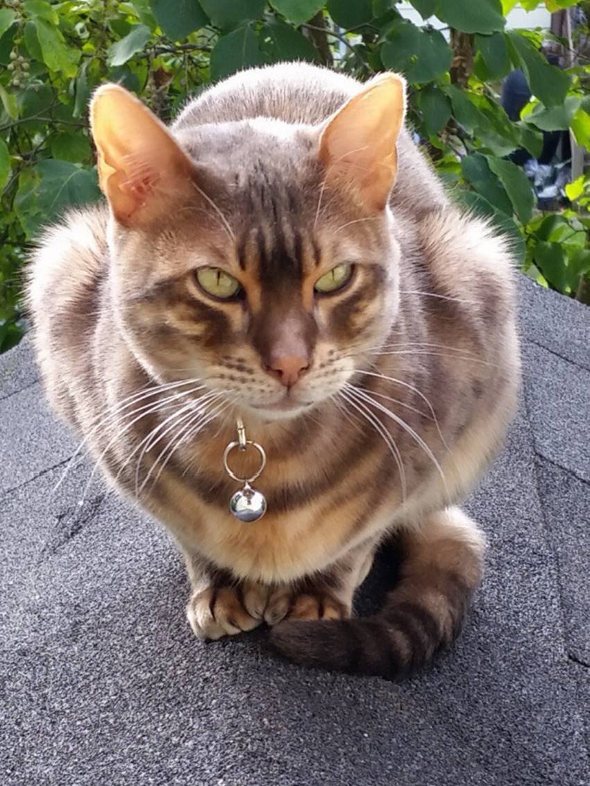 4. बिल्ली अगर 32 मंजिल (करीब 320 मीटर) की ऊंचाई से भी गिर जाए तो उसे कुछ नहीं होगा। क्योंकि उनमे एक righting reflex की एक विशेष क्षमता होती है जिससे वो अंतिम मौके पर अपने शरीर को पलट देती है। (Image: Imgur)