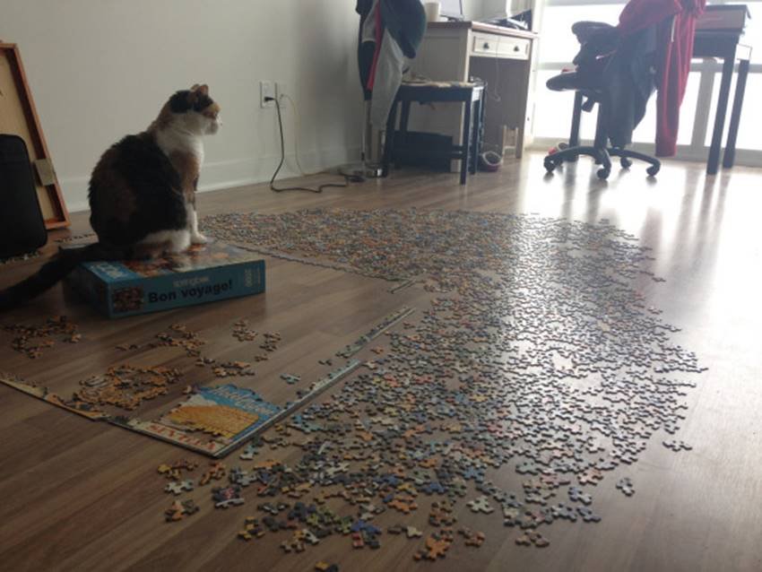 10. 60 के दशक में CIA बिल्लियों को सोवियत में जासूस के रूप में इस्तेमाल करते थे। पहली जासूस बिल्ली को टैक्सी से मार दिया गया था। (Image: Imgur)