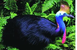 ‘जानकारी’ कॉलम में रजनी अरोड़ा का लेख : वर्षा वन का माली