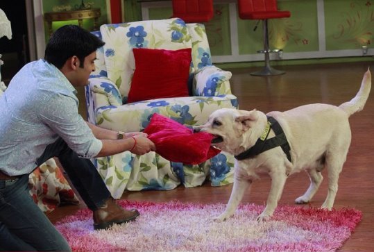 कपिल शर्मा के जंजीर को तो आपने शो पर भी देखा होगा। दोनों ही एक दूसरे के बिना एक पल नहीं रह सकते।