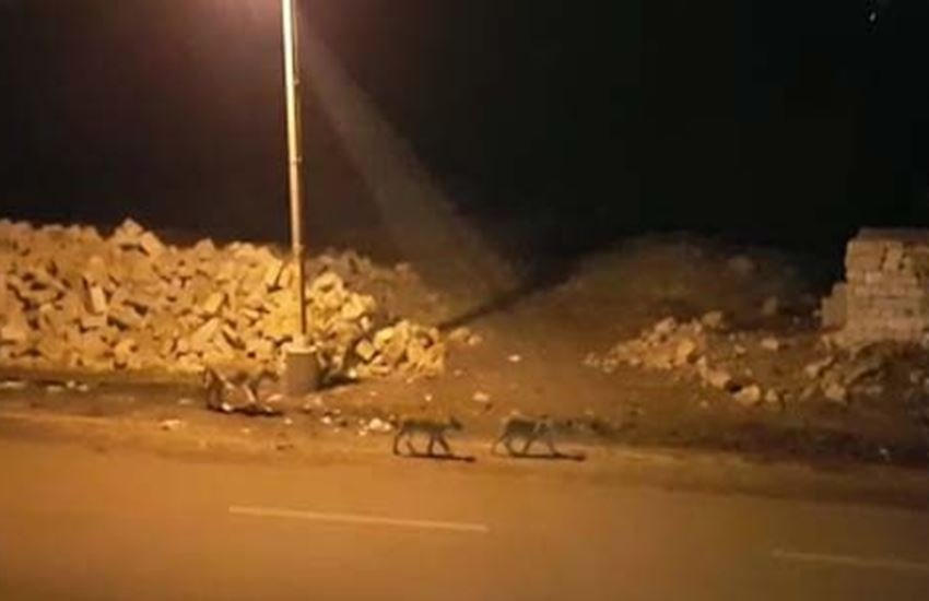 Lions video, lions on road