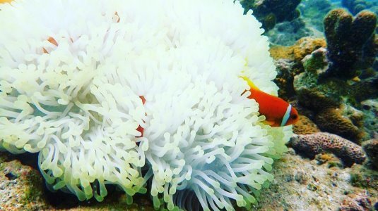 इस तस्वीर में मलाइका का कैप्शन था, 'See i found neemo'